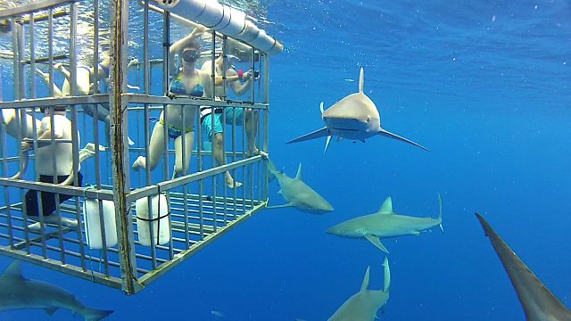 Experience Unforgettable Shark Cage Diving Adventures and Witness Sharks Up Close