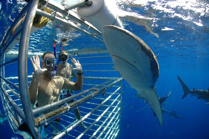 oahu shark cage 